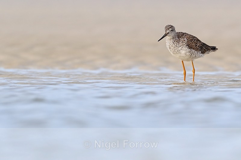 Greater Yellowlegs low angle shot, Fort De Soto, Florida - Greater Yellowlegs