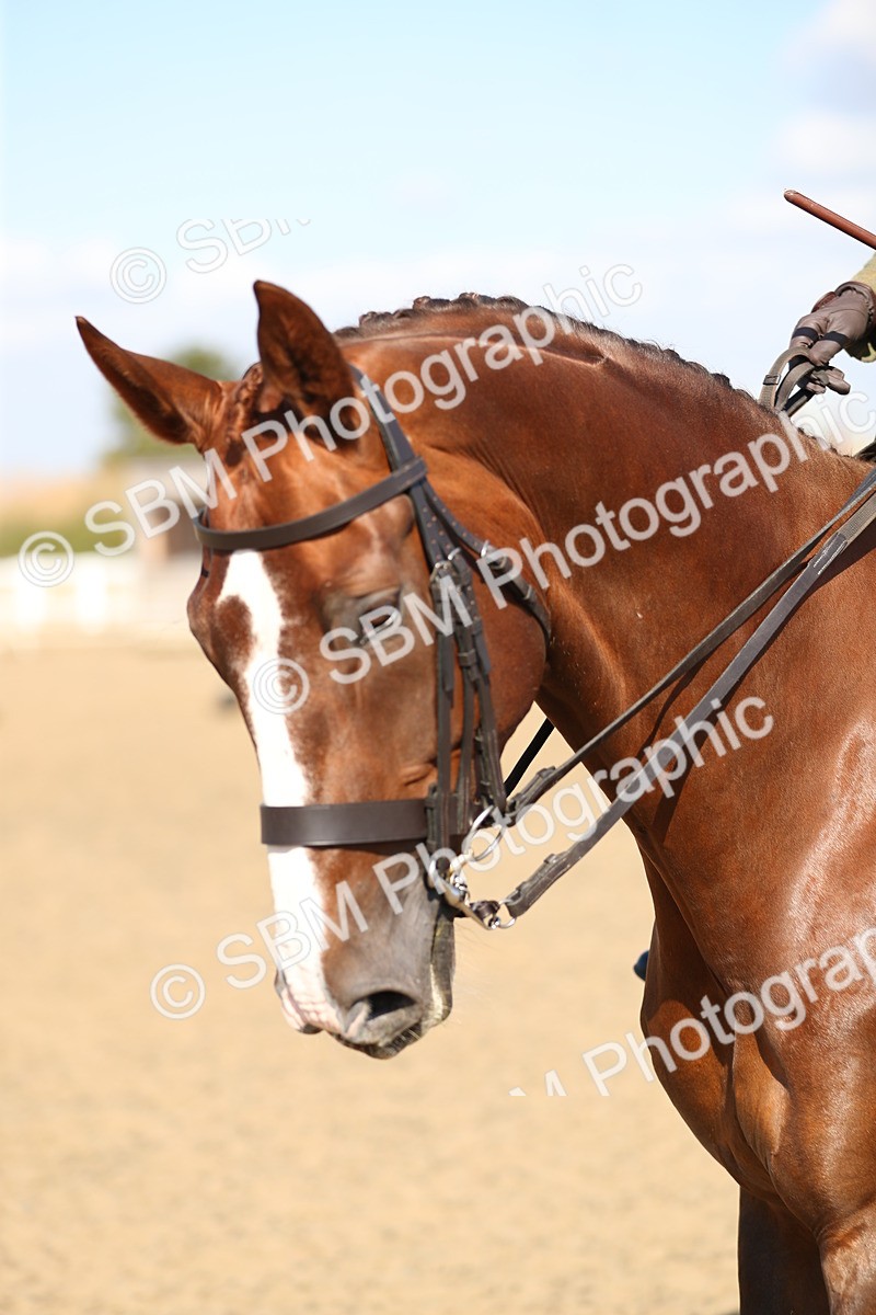 SBM_02341 - Class 43 Ridden Competition Horse/Pony