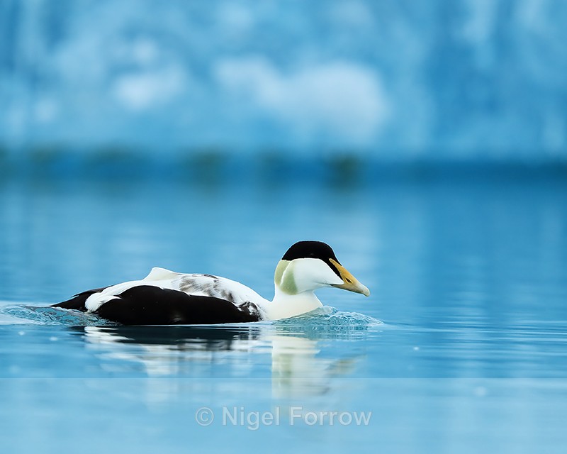 Eider on blue glacial lagoon, Jokulsarlon, Iceland - Eider