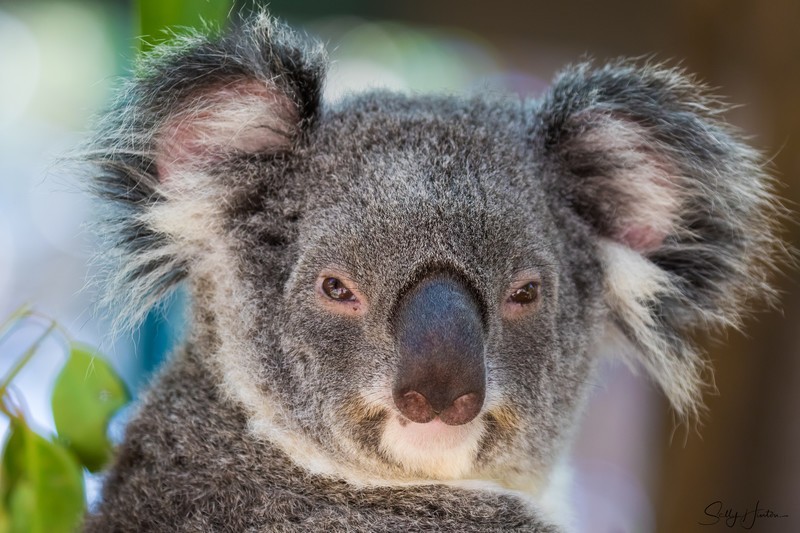 Koala Bear