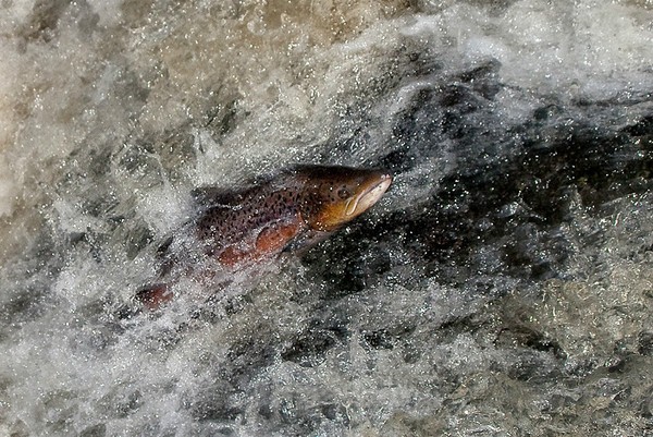 Frear-Salmon - For T&C