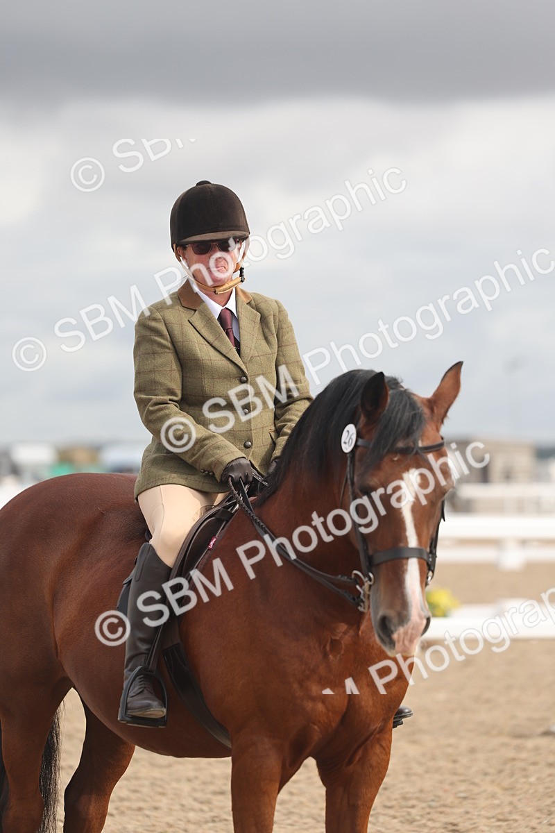 SBM_04434 - Class 18 - Handsomest Gelding (IH or Ridden)