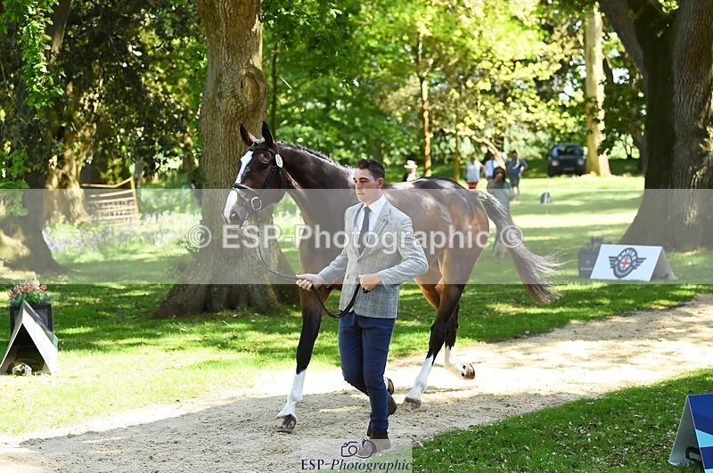 230524-150740-00078 - 307-PENHILLS_CANDY_MAN-Max_Warburton-WEDTrotUp+DR