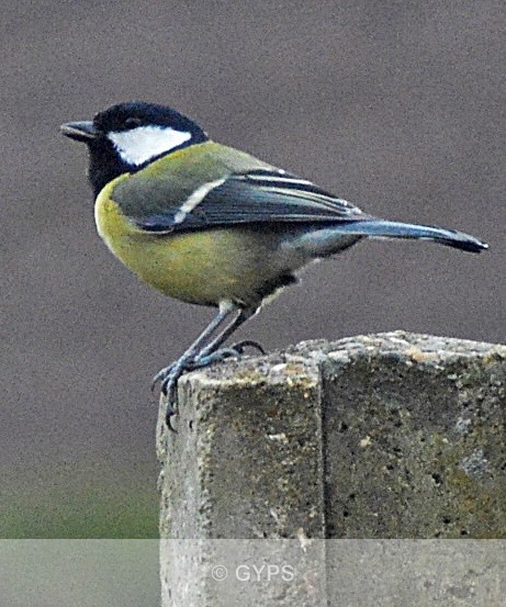 Mum Great Tit looking for her babies by Dave Tobin - Wildlife And Nature