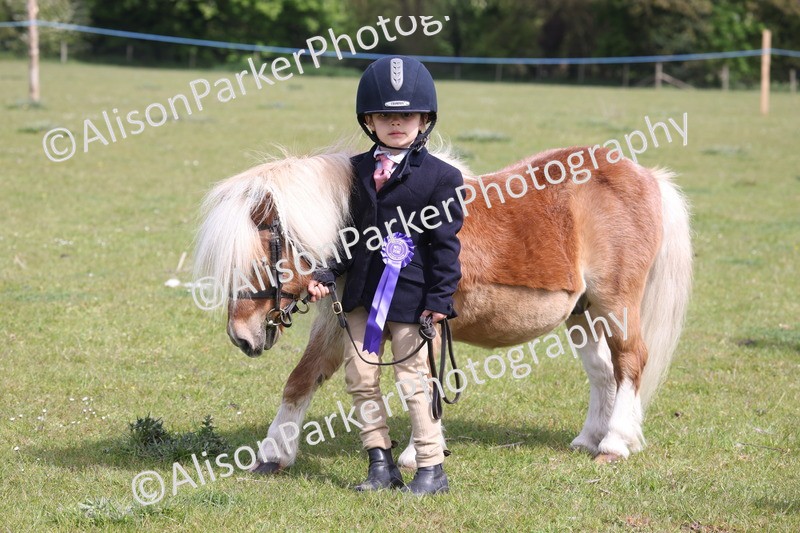 20260426-3163 - Class 26 - Shetland Ponies and Minitures