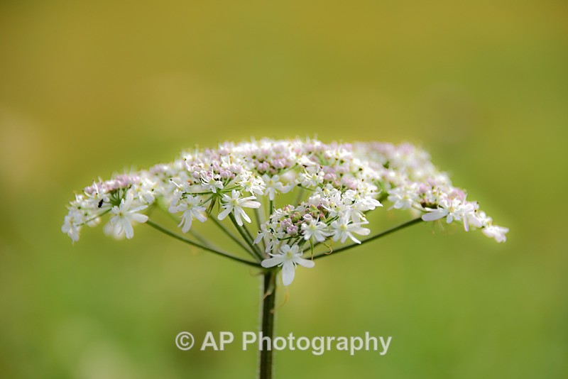 Yarrow Achillea millefolium-5650 - Plants