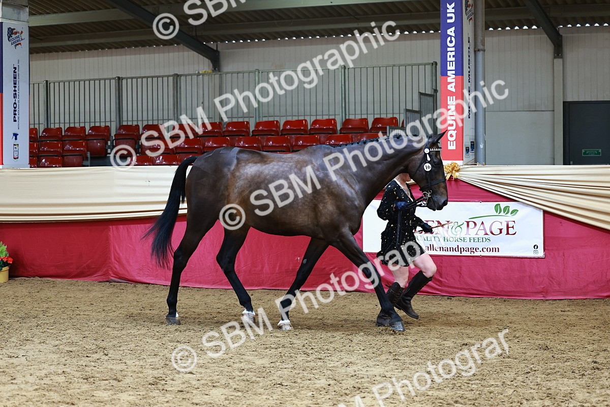 SBM_23158 - Class 903 - Supreme Final - IH Pre Vet