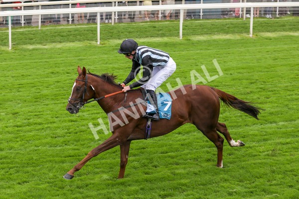 230923-Race 2-Palamon-5255 - Race 2 2.35pm jigsawsportsbranding.co.uk Handicap