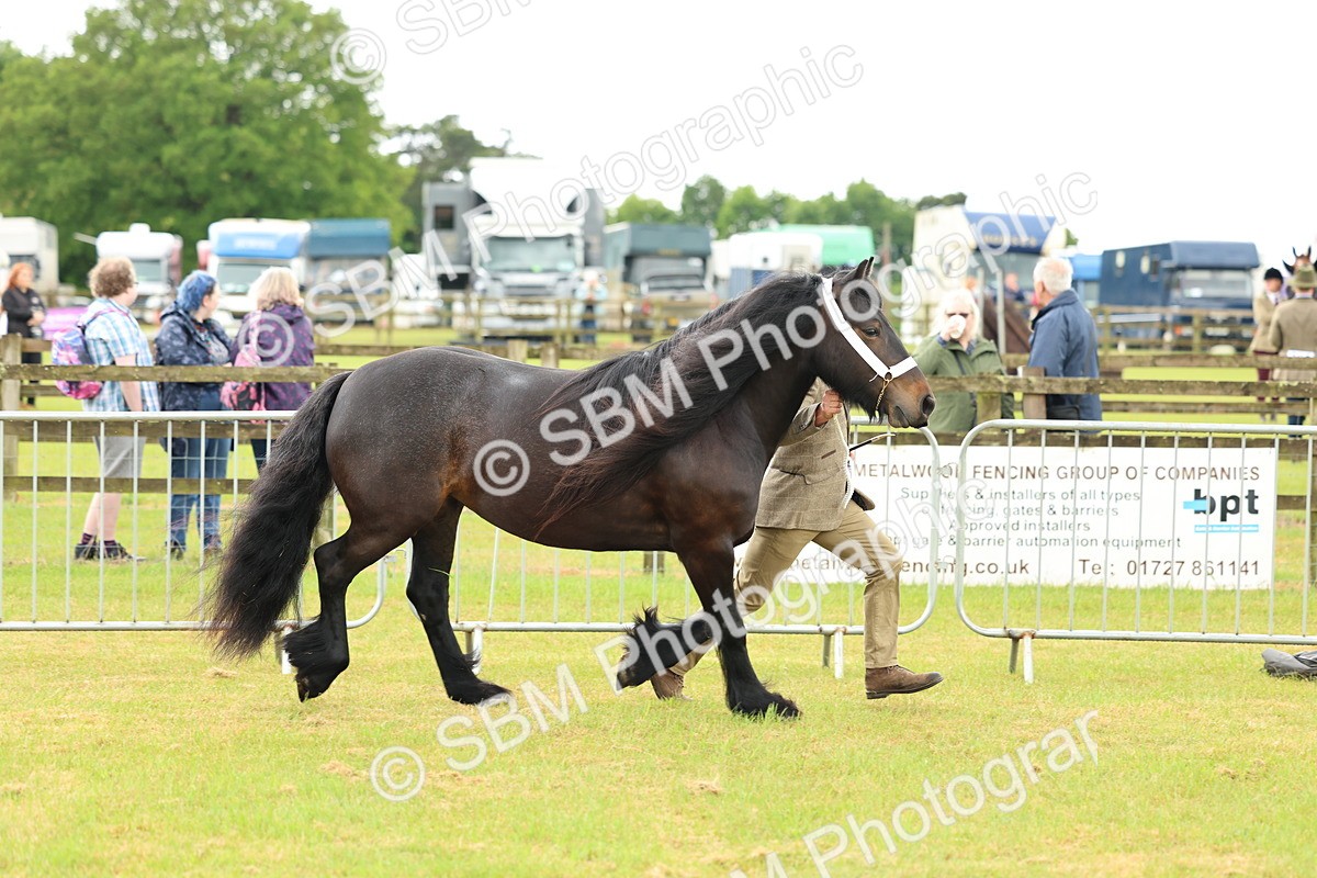 SBM_00486 - Class 58-67 - M&M Non Welsh Pony In hand