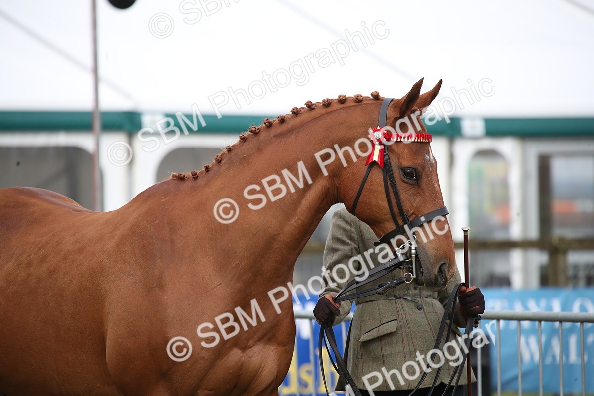 SBM_00113 - Class 17-20 - Arab & Part Bred - Anglo Arab In Hand
