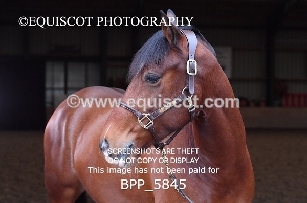 BPP_5845 - Marion West pony 3