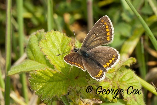 Brown Argus at Newstead & Annesley Country Park