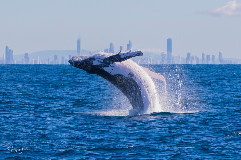 0A3A0689 - 2024 Whale Photos