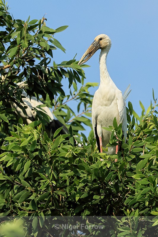Asian Openbill standing on treetop, Gao Giong, Vietnam - Asian Openbill