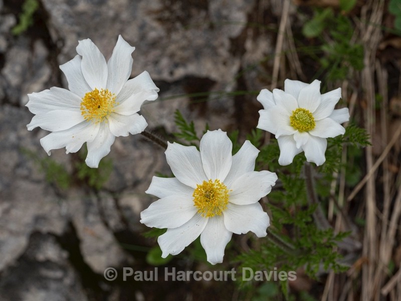 Mountain avens (Dryas octopetala) - Wild Flowers - 1