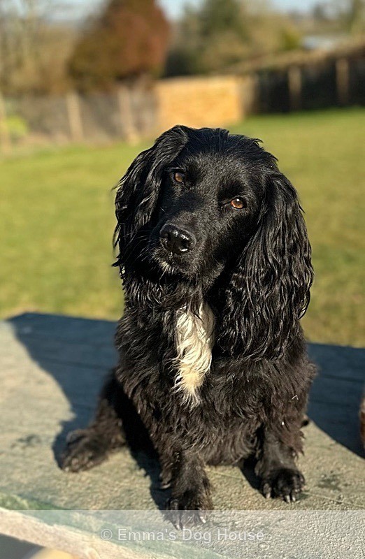  - Pawtraits