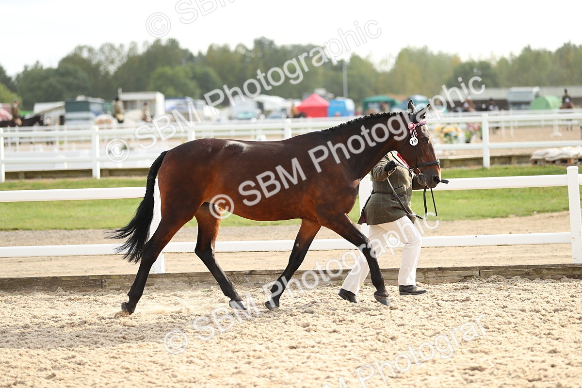 SBM_08564 - Class 28 - IH Veteran Horse