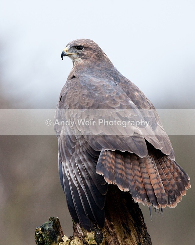 20110312-IMG_1229 - Common Buzzard