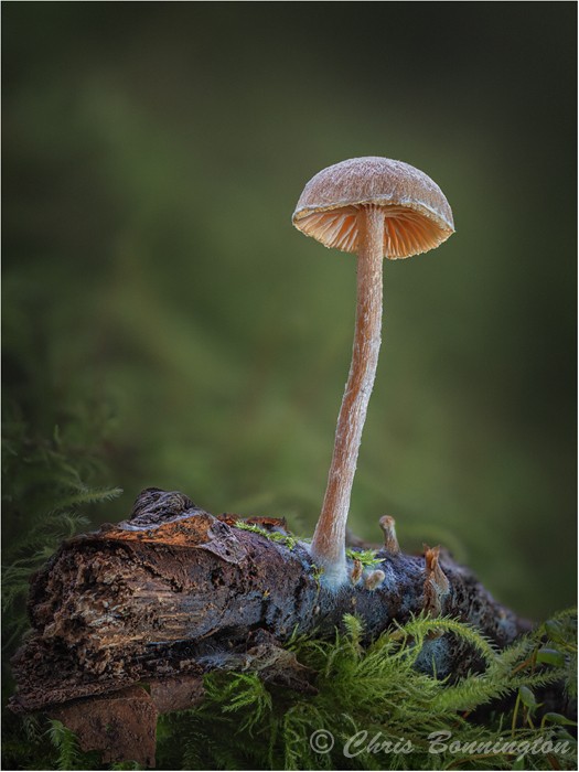 Delicate balance - Other nature