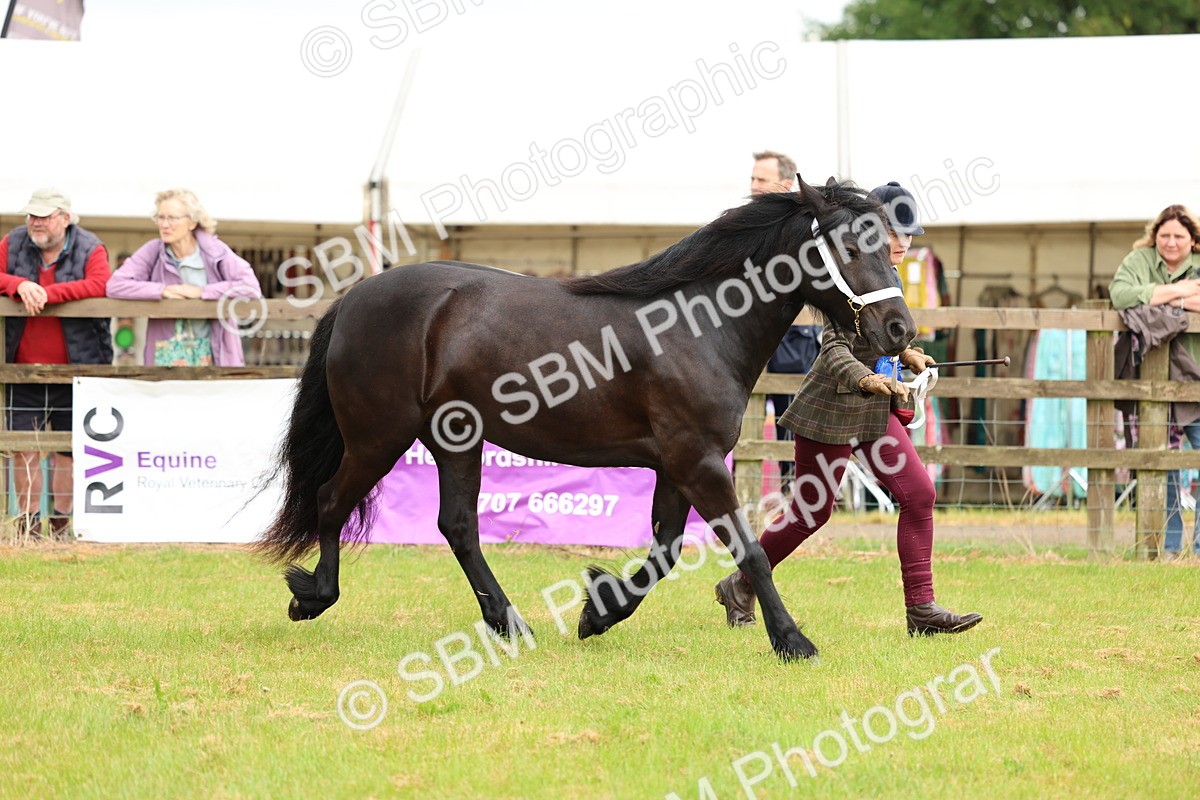 SBM_00457 - Class 58-67 - M&M Non Welsh Pony In hand