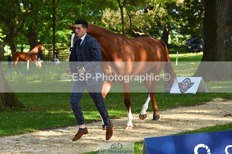 230524-170328-01260 - 131-FORTSIDE_COBRA-Freddie_Carden-WEDTrotUp+DR