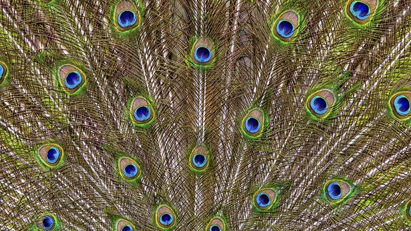 Peacock_0789 - Spirit Element