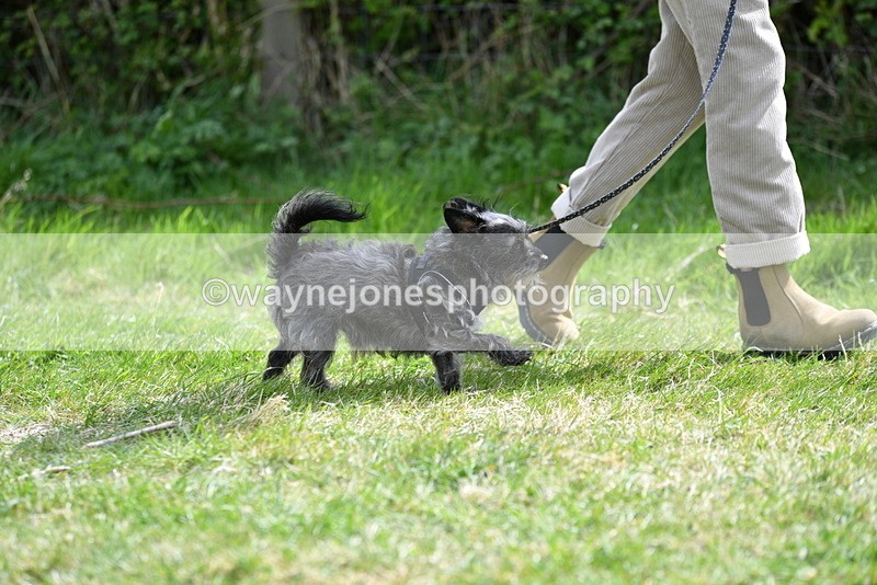 WJ5_9667 - Class 3 Most Handsome Dog