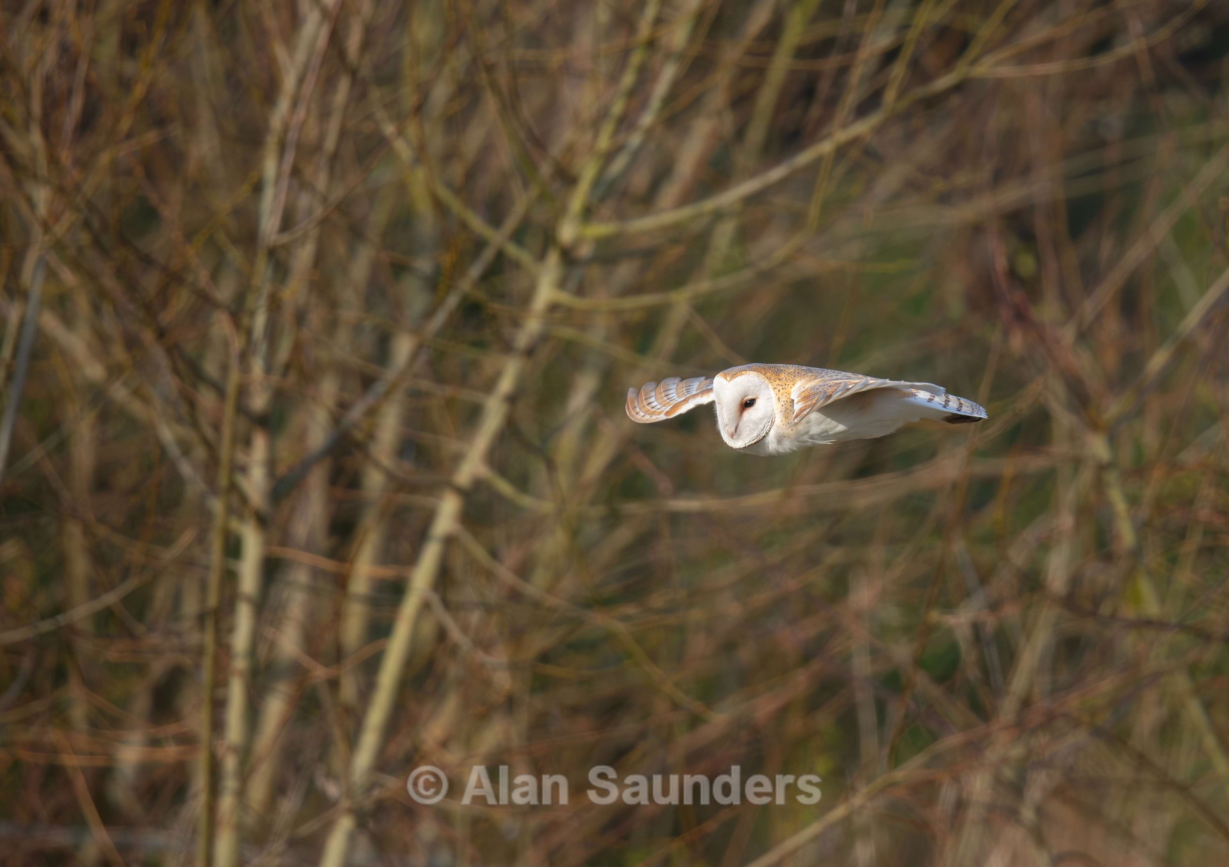 Barn Owl 8 (female)