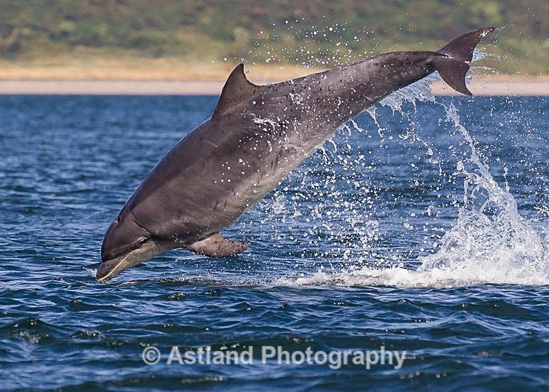 Astland Photography, Bird and Wildlife Images, Susan and Peter Wilson, U.K.