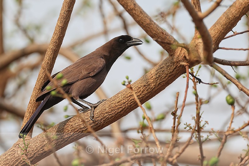 Purplish Jay, Porto Jofre, Brazil - Purplish Jay