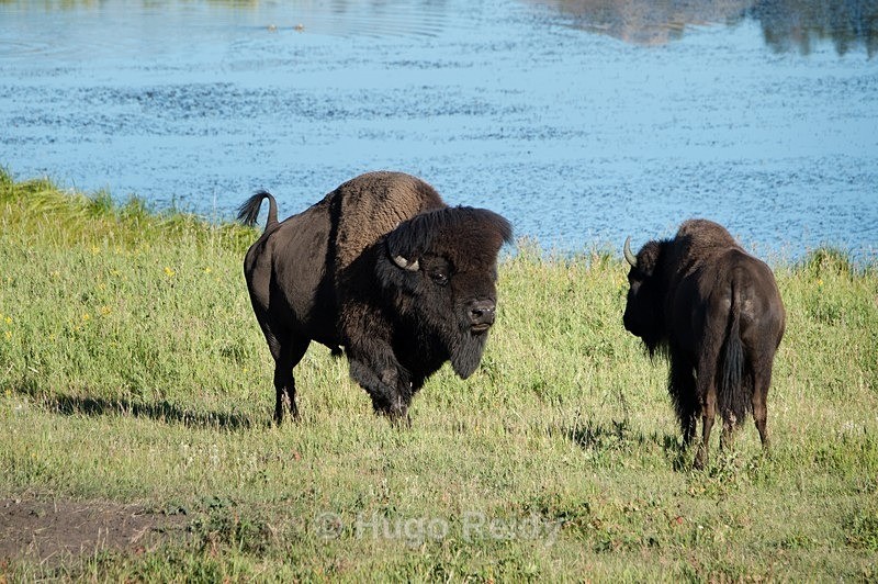  - Yellowstone