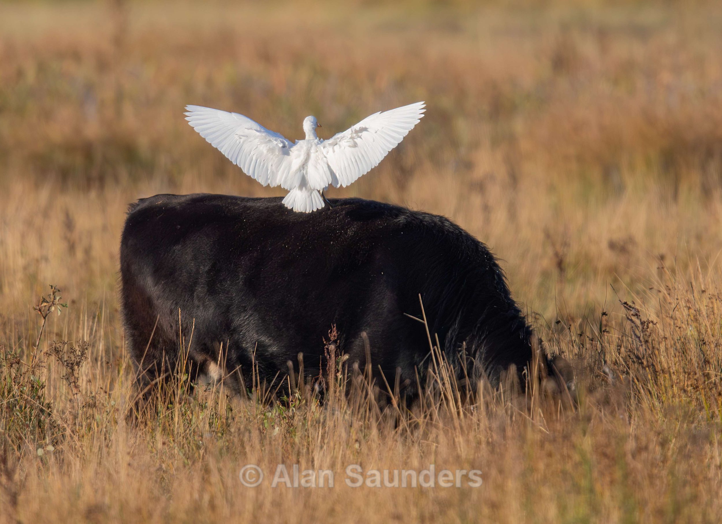 Cattle Egret 7