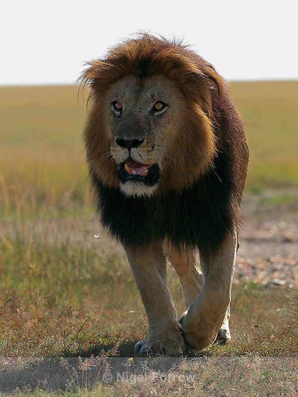 Notch the Lion on the move in the Masai Mara - Lion