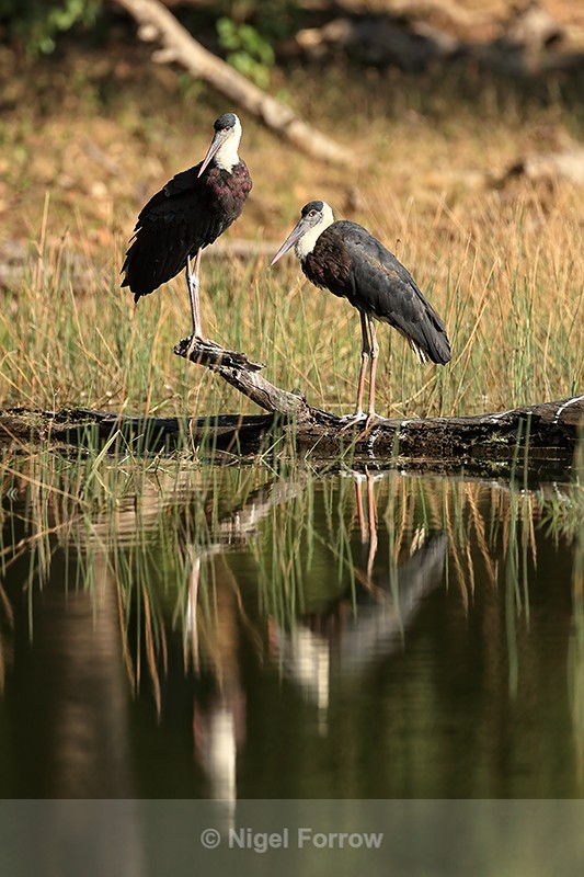 Two Asian Woolly-necked Storks, Banhavgarh Tiger Reserve, India - Asian Woolly-necked Stork