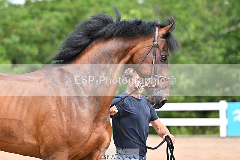 240718A-105247-01155 - Trot Up 12pm to 1pm