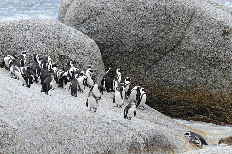 African Penguin group on rock - South Africa Birds and Mammals
