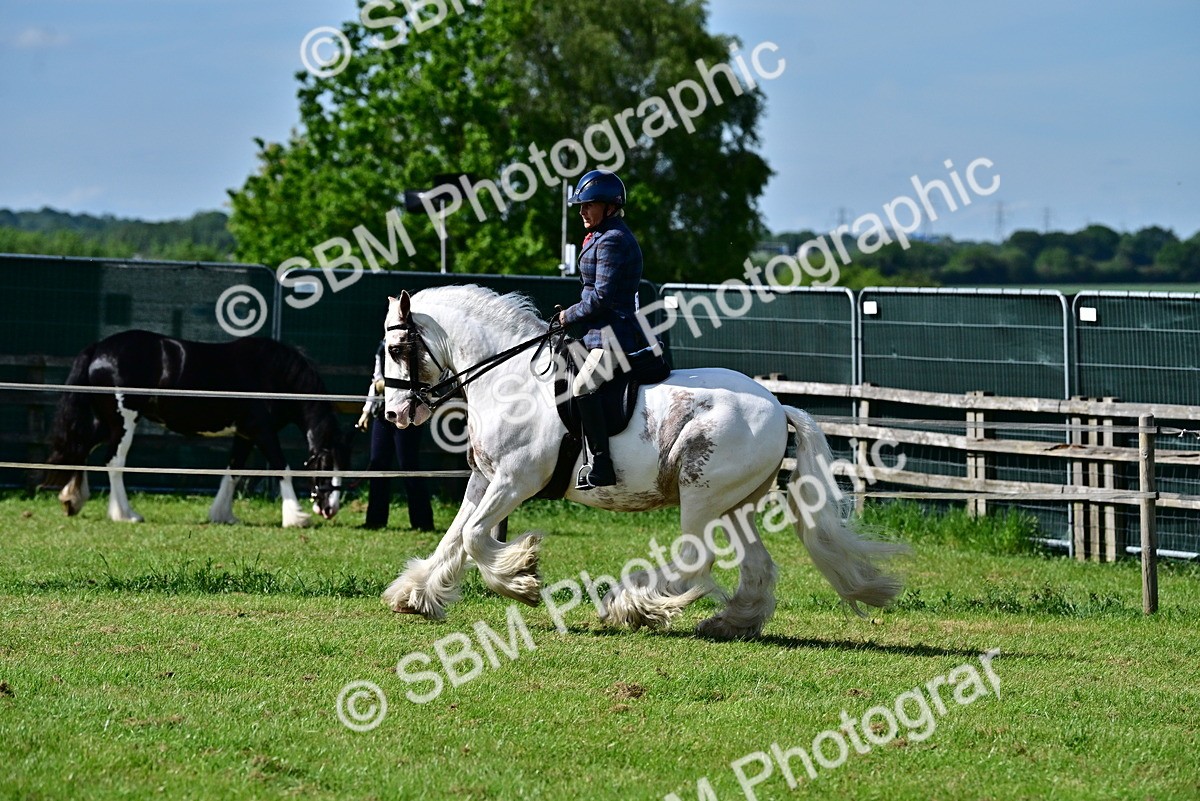 SBM_09333 - Class 63-65 - Traditional Gypsy Cobs In Hand & Ridden