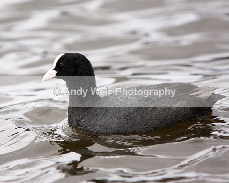 20100314-013 - Rails & Coots