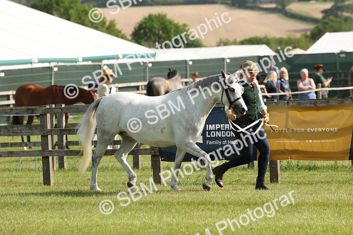 SBM_00735 - Class 6-13 - Mountatin and Moorland In Hand Welsh Breeds