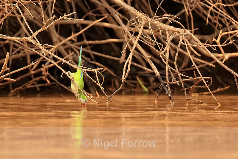 Monk Parakeet drinking from river, Mato Grosso, Brazil - Monk Parakeet
