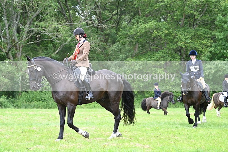 WJ7_4334 - Class 14A Handsome Gelding