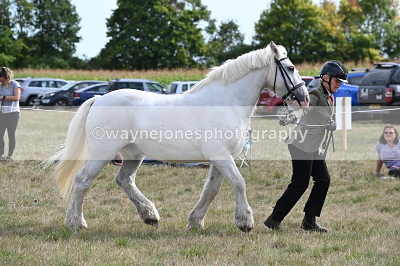 WJ6_6613 - Class 20 In-hand Cob