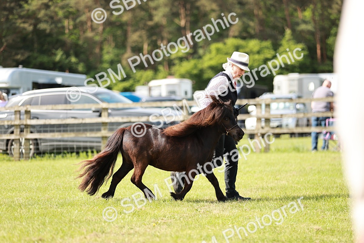 SBM_01888 - Class 14-23 - Mountain & Moorland In Hand Non Welsh