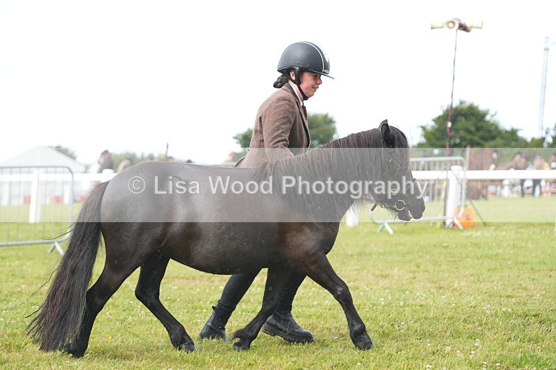 DSC04669 - Class 46: NPS Shetland Youngstock