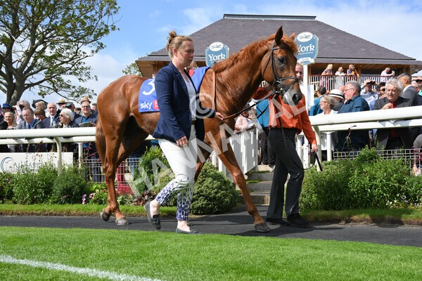 yr18082021r3-2 - Race 3 3.00pm Sky Bet Great Voltigeur Stakes