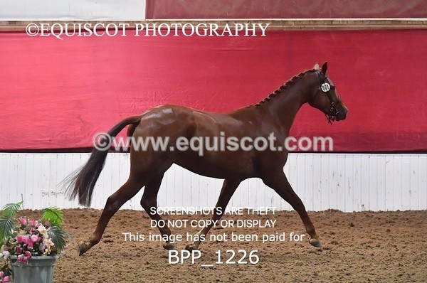 BPP_1226 - MORNING 9AM - 12PM