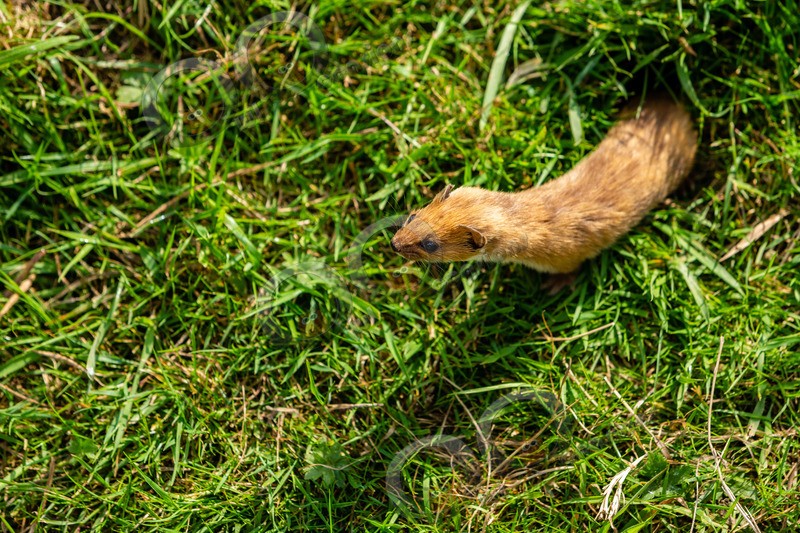 stoat Mustela erminea-1099 - UK Wildlife