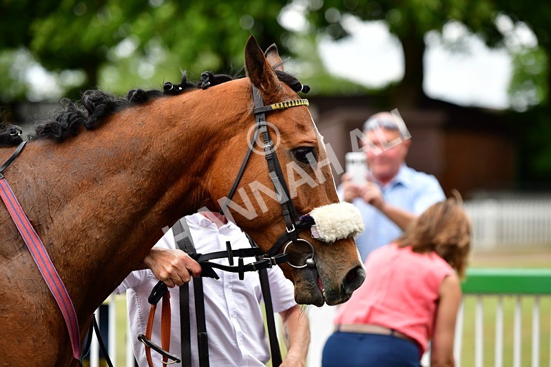 170625-Race 6-Kings Crown-4234 - Race 6