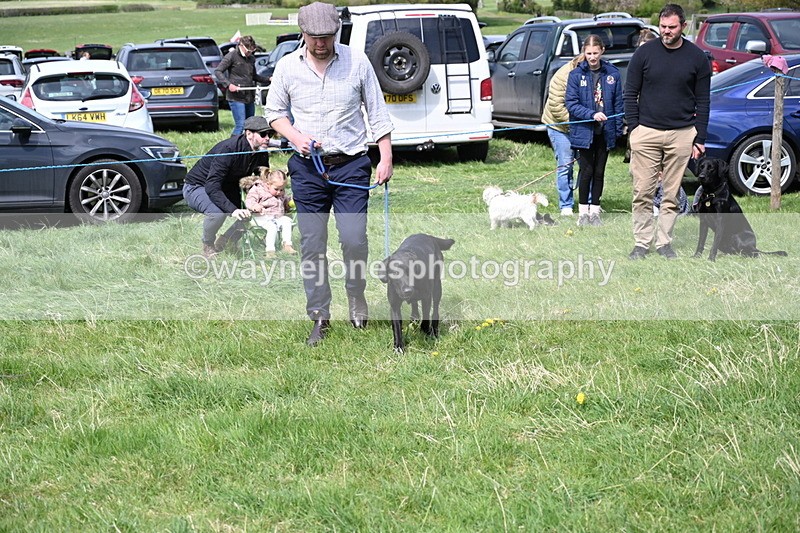 WJ6_9002 - Class 8 Best Working / Gun Dog or Bitch