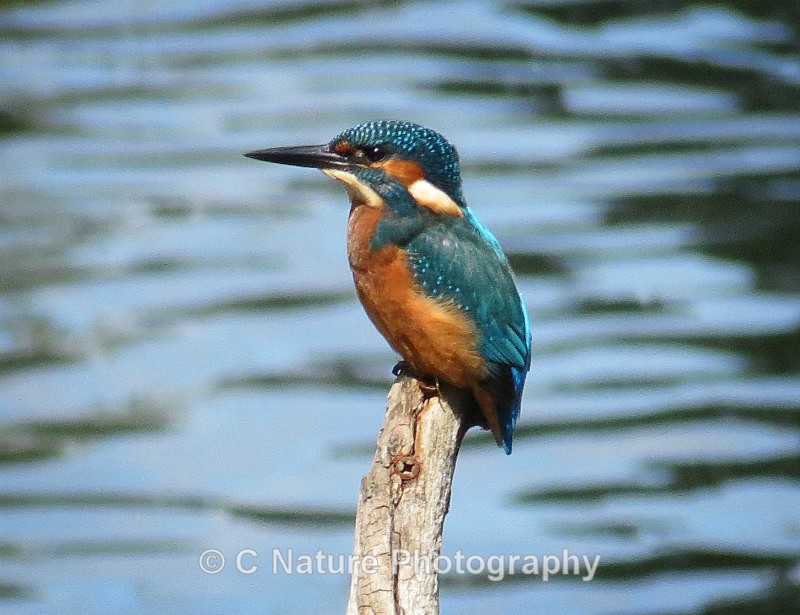 Kingfisher Landscape - Birds